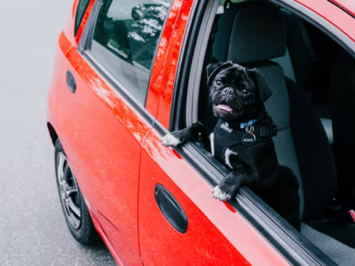 Un perrito negro se asoma por la ventanilla abierta de un auto rojo.